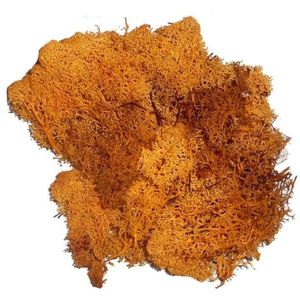 Decoratie mos oranje 50 gram   -