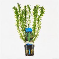 Elodea densa - 6 stuks - aquarium plant - thumbnail