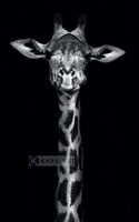 Karo-art Schilderij - Giraf , Zwart wit , 3 maten , Premium print