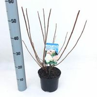 Hydrangea Paniculata "Phantom" pluimhortensia - 35-40 cm - 1 stuks