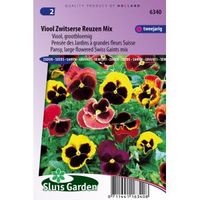 Grootbloemige viool bloemzaden – Viool Zwitserse reuzen mix - thumbnail
