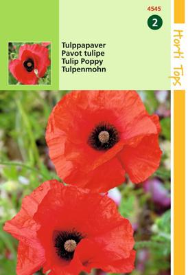 Papaver glaucum Tulp Papaver - Hortitops