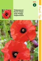 Papaver glaucum Tulp Papaver - Hortitops Papaver glaucum Tulp Papaver - Hortitops