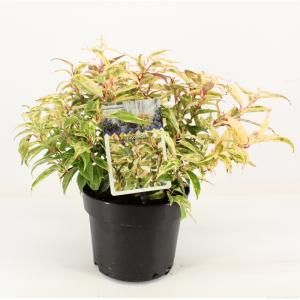 Druifheide (Leucothoe fontanesiana “Makijaz” PBR) heester - 20-25 cm - 6 stuks