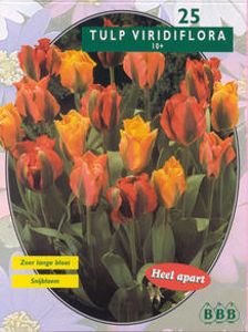 Tulp