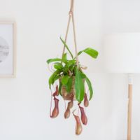 Nepenthes Alata - Bekerplant - P14 Nepenthes Alata - Bekerplant - P14