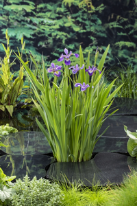 Amerikaanse lis / Iris versicolor