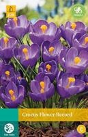 Crocus Flower Record 12 bollen - Jub