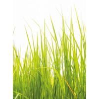 Fotobehang - High Grass 192x260cm - Vliesbehang - thumbnail