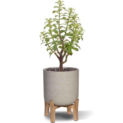 Crassula Bonsai kunstplant 40cm - grijs