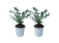 Eucalyptus Baby Blue 'S' - set van 2