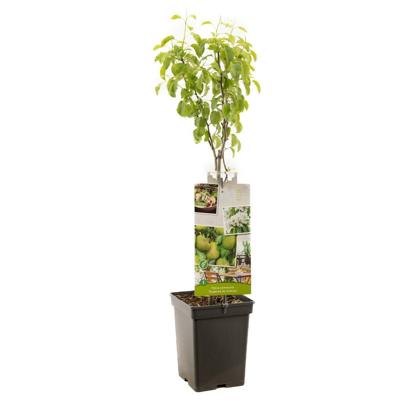 Perenboom Pyrus Doyenné du Comice