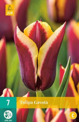 Tulp Gavota 7 bollen