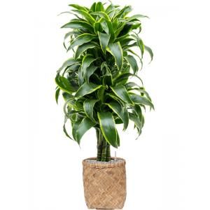 Plant in Pot Dracaena Fragrans Dorado 130 cm kamerplant in Bohemian Bamboo 31 cm bloempot