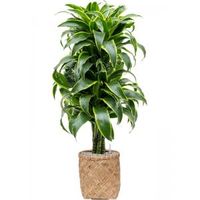 Plant in Pot Dracaena Fragrans Dorado 130 cm kamerplant in Bohemian Bamboo 31 cm bloempot - thumbnail