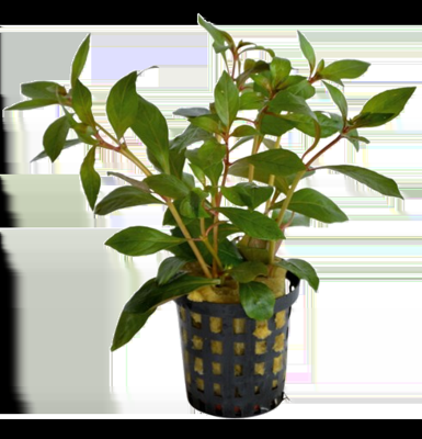 AquaVitaal Ludwigia Glandulosa