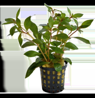 AquaVitaal Ludwigia Glandulosa