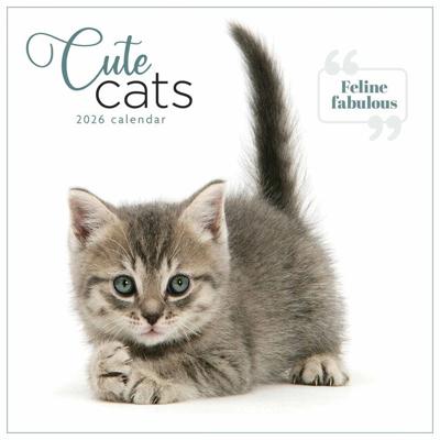 Schattige Katten Kalender 2026
