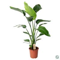 Strelitzia Nicolai - Ø21 ↕100 Strelitzia Nicolai - Ø21 ↕100