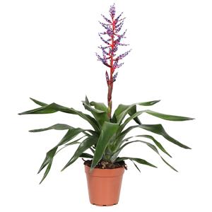 Aechmea &apos;Blue Rain&apos; (Bromelia) P 12 cm