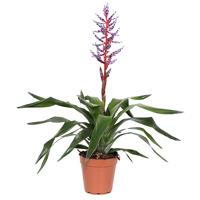 Aechmea &apos;Blue Rain&apos; (Bromelia) P 12 cm