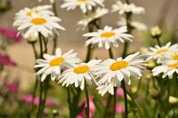 Margriet