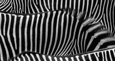 Vinyl tapijt met zebrahuid en dierenprint