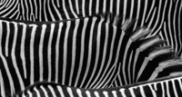 Vinyl tapijt met zebrahuid en dierenprint Vinyl tapijt met zebrahuid en dierenprint