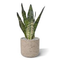 Sansevieria kunstplant 30cm groen - thumbnail