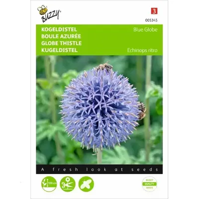 Echinops, Kogeldistel Blue Globe