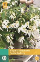 Begonia Boliviensis Santa Barbara wit 1 bloembol Begonia JUB - Jub