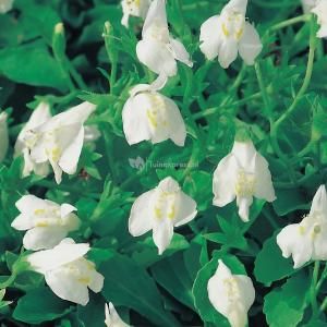 Witte mazus (Mazus reptans alba) moerasplant - 6 stuks