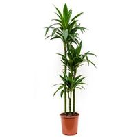 Dracaena janet craig S kamerplant - thumbnail