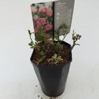 Struikroos Rosa The Fairy Arie Bouman - Arie bouman