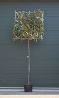 Olijfwilg als leiboom Elaeagnus ebbingei h 300 cm st. omtrek 8 cm st. h 180 cm - Warentuin Natuurlijk