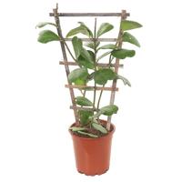 Hoya Kerrii XXL (op rek) - P 17 cm