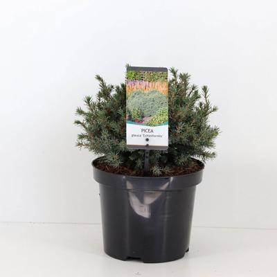 Picea glauca echiniformis 20-25 cm - Warentuin natuurlijk