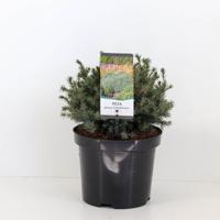 Picea glauca echiniformis 20-25 cm - Warentuin natuurlijk