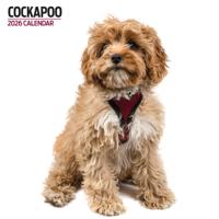 Cockapoo Modern Kalender 2026 Cockapoo Modern Kalender 2026
