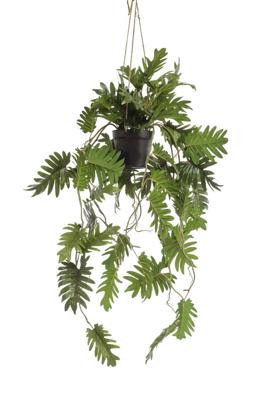 Philodendron hanging in pot 115 cm - Emerald