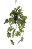 Philodendron hanging in pot 115 cm - Emerald