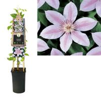 Clematis John Paul II - bosrank