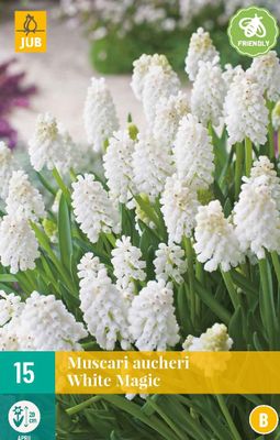 Muscari aucheri white magic 15 bollen