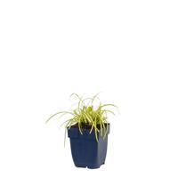 Carex oshimensis Evergold vaste plant Griffioen - Griffioen