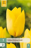 Tulp strong gold 7 bollen