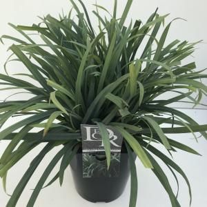 Zegge (Carex laxiculmis "Bunny Blue") siergras - In 5 liter pot - 1 stuks