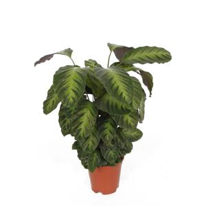 Calathea Misto P 17 cm