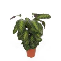 Calathea Misto P 17 cm