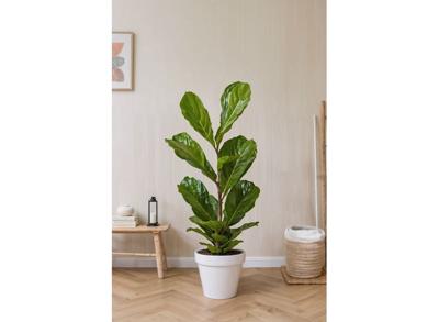 XL Ficus Lyrata 'Fiddle Leaf plant'