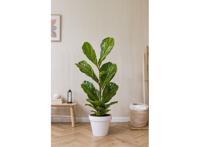 XL Ficus Lyrata 'Fiddle Leaf plant'